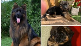 Growth of Import German Shepherd puppy from 45 days to 55 months [upl. by Ynnavoj462]