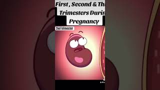 Pregnancy trimesters part 2  2nd trimester [upl. by Yral]