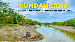 Sundarban Tour  2 Nights 3 Days Sundarban Tour Package  Largest Mangrove Forest Sundarbans [upl. by Macegan]