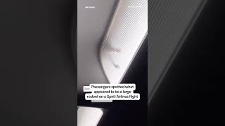 Passengers spotted what appeared to be a large rodent on a Spirit Airlines flight [upl. by Skippy]