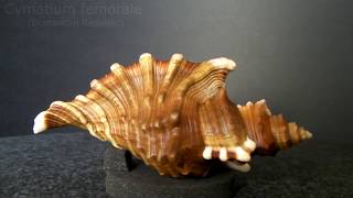 GklinShells  Superb shapes amp sculpture of marine gastropods [upl. by Ayamahs]