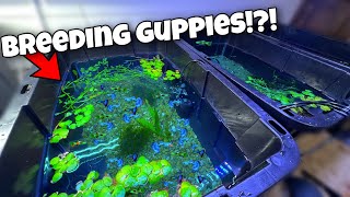 Guppy Breeding Farm Cheap DIY [upl. by Ynnol798]