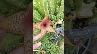 Stapelia gigantea flowe  follow up flowering Planting at home [upl. by Joscelin]