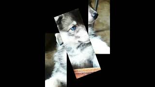 agoutihusky doglover dogbreed pets huskydog [upl. by Sky667]