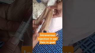 Intravenous injection in ear vein in goat goatfarm veterinary music animals love shortvideo [upl. by Reibaj391]