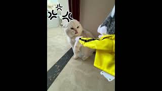 Epic Cat vs Dog Toy Showdown 😹🐾 [upl. by Bale]