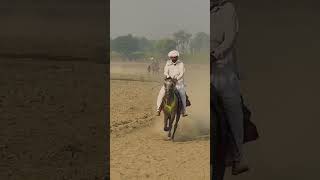 Best Pacer Mare Gooli Ustad Kichu Khan [upl. by Millie334]