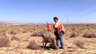 Weimaraner Hunting Training [upl. by Ennahoj]