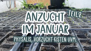 Unsere Anzucht im Januar Teil 2 🌱👨‍🌾 Physalis  Aussaat Kalender  Chili Paprika und co keimen [upl. by Kciredes571]