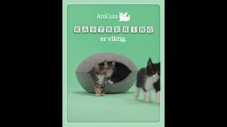 Kastrering av katt Kitten Neutering 4 5 [upl. by Wanids]