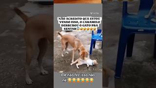 എന്താടാ പഹയാ അനക്ക് 🤣😥mystreetpets mystreetpets petlovers [upl. by Arakahs]