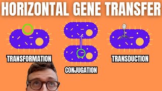 Horizontal Gene Transfer Transformation Conjugation Transduction [upl. by Laud]