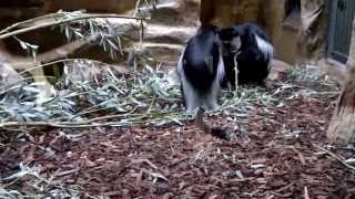 ZOO ANVERS singe capucin désigne aujourdhui toute une famille de petits primates [upl. by Bhayani]