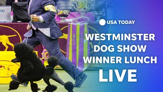 Watch live Westminster Dog Show winner receives posh lunch [upl. by Fattal]