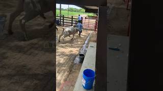 Capando en los llanos orientales 🤠🐂😱 viralvideo caballos atención horse [upl. by Aicilet466]