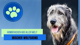 Irischer Wolfshund [upl. by Plossl616]