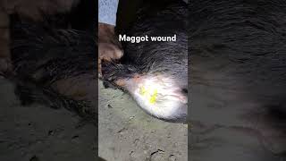 Maggot wound in cute buffalo baby buffalo calf shorts maggot irishelk buffaloed treat cow [upl. by Ahsain37]