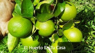 COMO TENER UN LIMONERO EN 3 MESES CON FRUTOS lemon plant [upl. by Skiba]