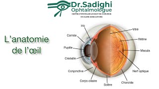 Lanatomie de loeil • Les bases à connaître [upl. by Karolina957]