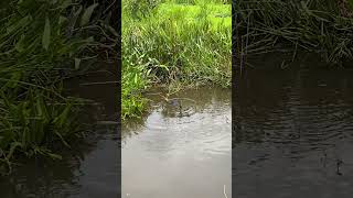 Anhinga Fails to Eat a Fish [upl. by Guy]