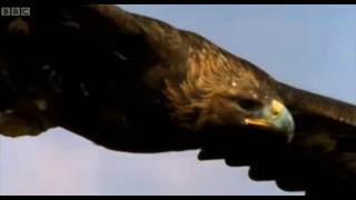 Eagle vs Hare  Predators  BBC Earth [upl. by Names]