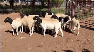 DORPER SHEEP KYRGYZSTAN [upl. by Eldwon]