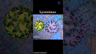 Lysosome Function short intro  cytology [upl. by Renaxela113]