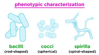 Taxonomy of Bacteria Identification and Classification [upl. by Chinua]