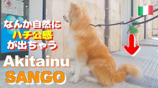 Just like Hachiko in Italy  Akita dog quotSANGOquot [upl. by Cecilius]