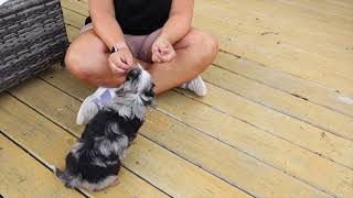 Darlas AussieDoodle Puppy Lebron at 7 Weeks [upl. by Ynneh]