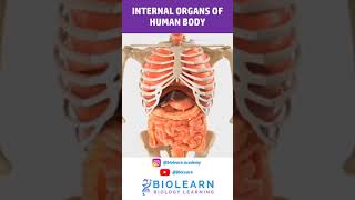 HUMAN INTERNAL ORGANS 3D MODEL  BioLearn [upl. by Winton]