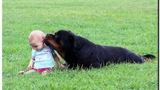 The Most Impressive Rottweiler Pictures of Puppies amp Adults Over 100 photos MUST WATCH [upl. by Sonya521]