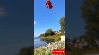 Red Maple Leaf Falling in Montreal’s Autumn 🍁  2024 oldmontreal citymagic montreal montrealto [upl. by Edge]