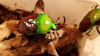 Eudicella aethiopica  Rosenkäfer  Flower Beetle [upl. by Feodora]