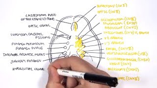 Anatomy  Cranial Nerves and the Skull [upl. by Acceber]