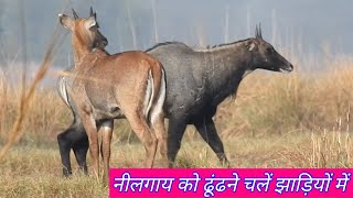 How we found secret Nilgai herd [upl. by Woolson]