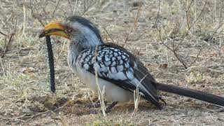 This yellow billed hornbill just caught a centipedegreat lunchMyoffice📍KNP [upl. by Tillie695]