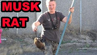 Trained Mink Doing Pest Control Along a Canal [upl. by Eugenle]