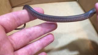 How to Determine Gender in Baby Snakes Via the Popping Technique [upl. by Hallam]