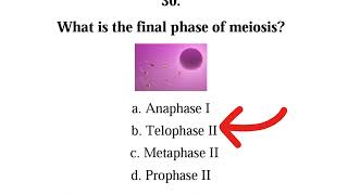 Understand MEIOSIS with these 30 MCQS [upl. by Reerg]