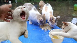 Dad Cat shouting his Kittens for Lunch [upl. by Notirb]