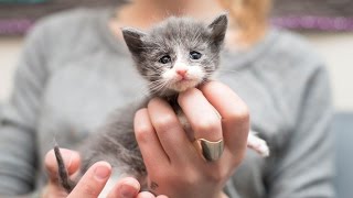 Rescuing an Emaciated Kitten Small Fry and her family [upl. by Annawoj]