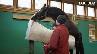 Les fabuleux étalons de dressage du Haras de Malleret [upl. by Corrie764]