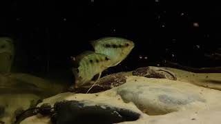 Geophagus Altifrons Geophagus Sveni Festivus Red Tapajos Part2 [upl. by Colet]