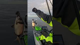 Sarago fasciato con granchio fishing pescao fish kayakfishing [upl. by Agiaf]