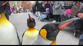 Penguin Parade 2024  Cincinnati Zoo [upl. by Asirak]