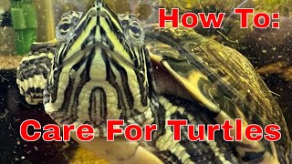 Yellow Bellied Slider Turtle Care Guide [upl. by Betty76]