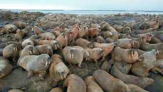 Walrus  marine mammal [upl. by Alyson942]