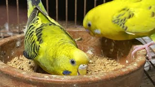 Budgies Mating Call Sounds  Parakeets mating call sounds  KichirMichir [upl. by Goldia]