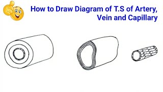 how to draw diagram of TS of artery veins and capillaries step by step for beginners [upl. by Danielson223]